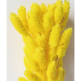 Фалярис Yellow сухоцвет оптом (1 пучок-50шт) фото