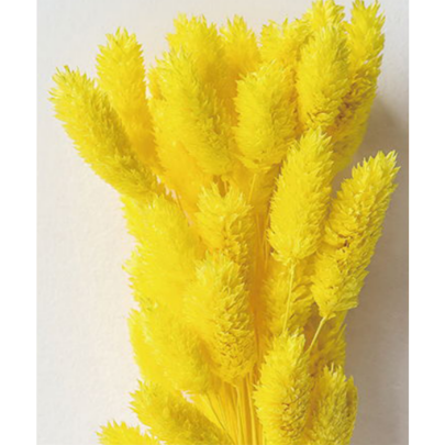 Фалярис Yellow сухоцвет оптом (1 пучок-50шт) фото