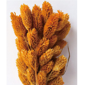 Фаляриc Sandy brown сухоцвет оптом (1 пучок-50шт) фото