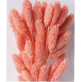 Фалярис Peach puff сухоцвет (1 пучок-50шт) фото