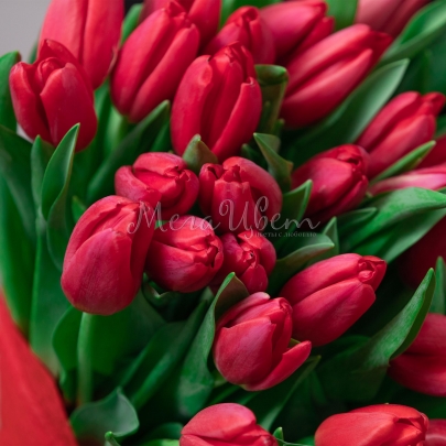 35 Тюльпанов красных фото изображение 3