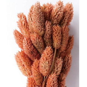 Фалярис Bisque сухоцвет оптом (1 пучок-50шт) фото