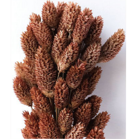 Фалярис Saddle brown сухоцвет оптом (1 пучок-50шт) фото