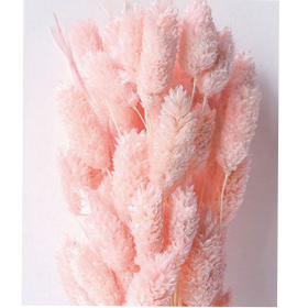 Фалярис Sea shell сухоцвет (1 пучок-50шт) фото