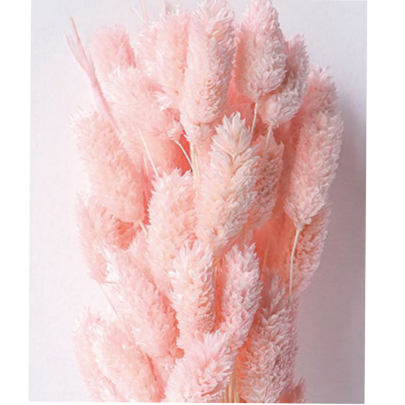 Фалярис Sea shell сухоцвет (1 пучок-50шт) фото