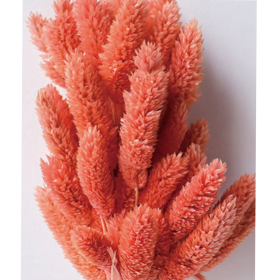 Фалярис Salmon сухоцвет (1 пучок-50шт) фото