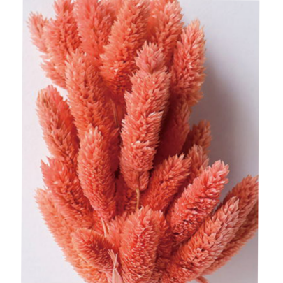 Фалярис Salmon сухоцвет (1 пучок-50шт) фото