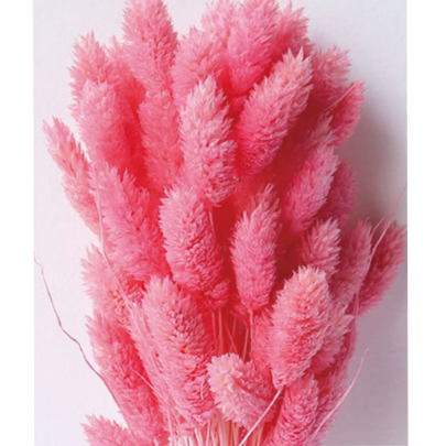 Фалярис Pink сухоцвет (1 пучок-50шт) фото
