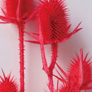 Эрингиум Red сухоцвет оптом (1 пучок-10 шт) фото