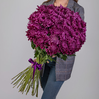 45 Фиолетовых Хризантем Бигуди фото