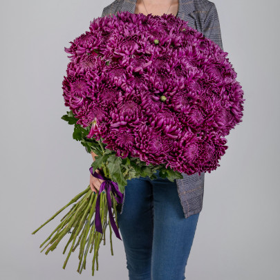 51 Фиолетовая Хризантема Бигуди фото