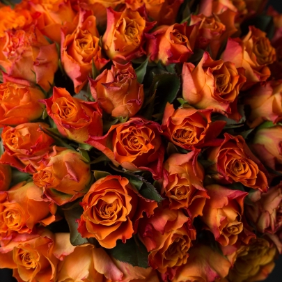 55 Ярко-Оранжевых Роз (40 см.) фото изображение 4