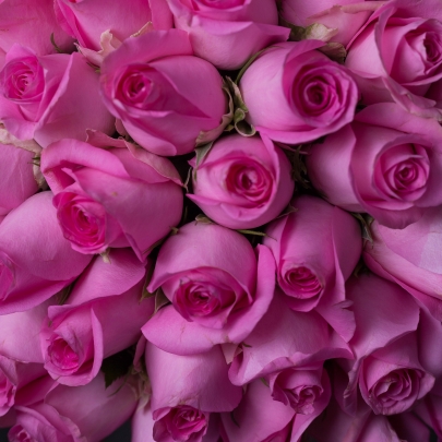 55 Ярко-Розовых Роз (40 см.) фото изображение 4