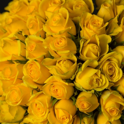 55 Желтых Роз (40 см.) фото изображение 4