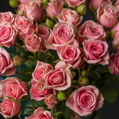 7 Кустовых Розовых Роз (50 см.) фото изображение 4