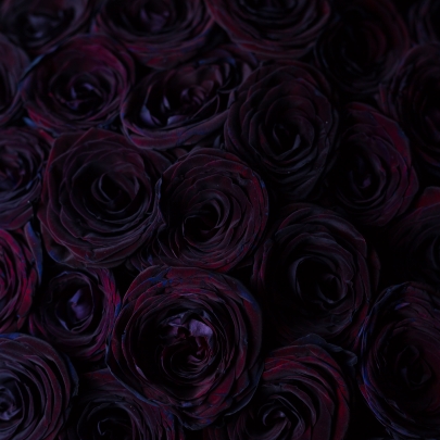75 Черных Роз (70 см.) фото изображение 4