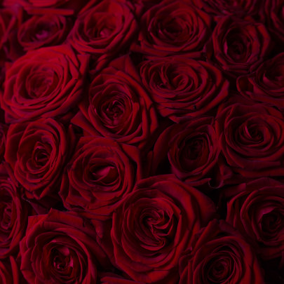 75 Красных Роз (50 см.) фото изображение 4