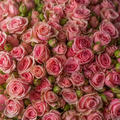 75 Кустовых Розовых Роз (50 см.) фото изображение 4