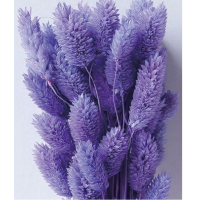 Фалярис Medium purple сухоцвет оптом (1 пучок-50шт) фото