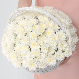 15 Белых Кустовых Хризантем в корзине фото