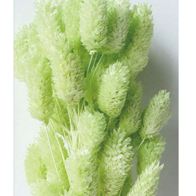 Фалярис Light sky blue сухоцвет оптом (1 пучок-50шт) фото