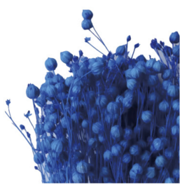 Лён Blue сухоцвет оптом (1 пучок)