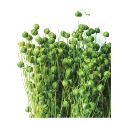 Лён зеленый сухоцвет (1 пучок) фото