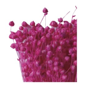 Лён малиновый сухоцвет оптом (1 пучок) фото