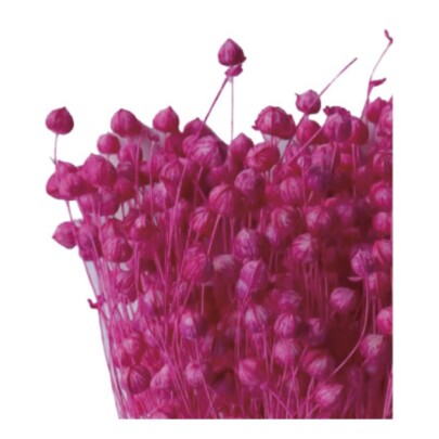 Лён малиновый сухоцвет оптом (1 пучок) фото