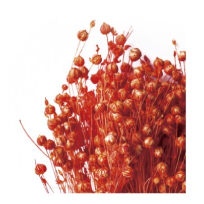 Лён оранжевый сухоцвет (1 пучок) фото