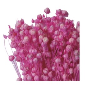 Лён розовый сухоцвет оптом (1 пучок) фото