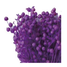 Лён сиреневый сухоцвет оптом (1 пучок) фото