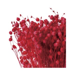 Лён красный сухоцвет оптом (1 пучок) фото