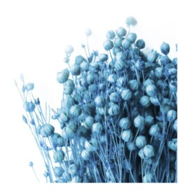 Лён голубой сухоцвет оптом (1 пучок) фото