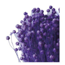 Лён Violet Purple сухоцвет оптом (1 пучок)