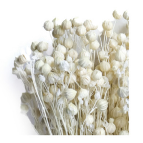 Лён White сухоцвет оптом (1 пучок)