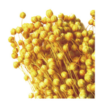 Лён желтый сухоцвет (1 пучок) фото