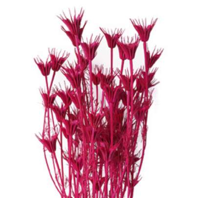 Нигелла Bakers Rose сухоцвет (1 пучок)