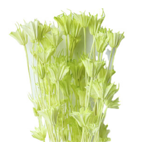 Нигелла Bright Green сухоцвет оптом (1 пучок)