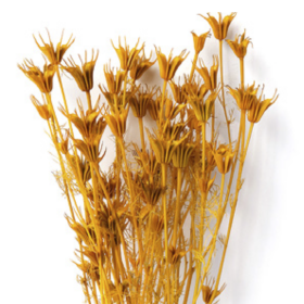 Нигелла Brown Yellow сухоцвет оптом (1 пучок)