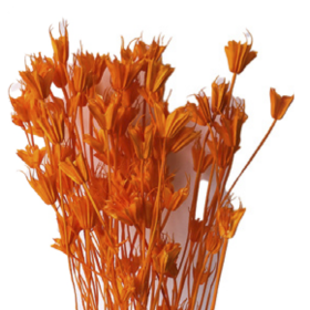 Нигелла Deep Orange сухоцвет оптом (1 пучок)