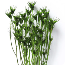 Нигелла Green сухоцвет оптом (1 пучок)
