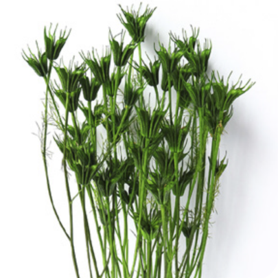 Нигелла Green сухоцвет (1 пучок)