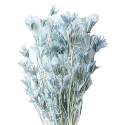 Нигелла Light Blue сухоцвет (1 пучок)