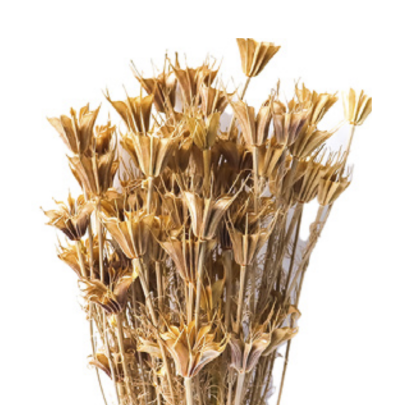 Нигелла Light Brown сухоцвет оптом (1 пучок)