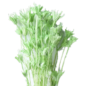 Нигелла Light Green сухоцвет оптом (1 пучок)