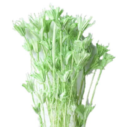 Нигелла Light Green сухоцвет оптом (1 пучок)