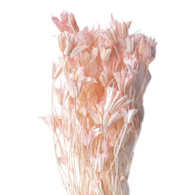 Нигелла Light Pink сухоцвет оптом (1 пучок)