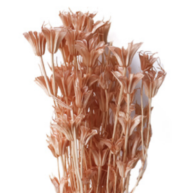 Нигелла Peach сухоцвет оптом (1 пучок)