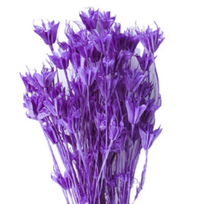 Нигелла Purple сухоцвет (1 пучок)